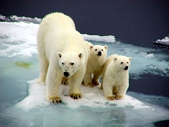 Stop Arctic Drilling From Harming Polar Bears