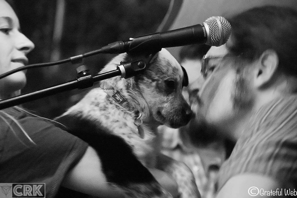 Dog Days Bluegrass Festival | Denver, CO