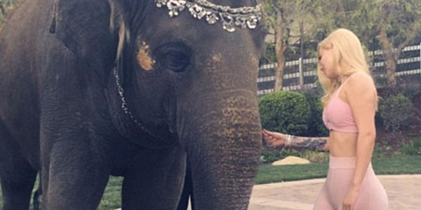 Demand Iggy Azalea Apologize and Donate to Animal Charity