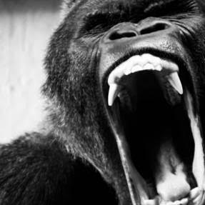 Ape Shifter Set to Release Debut Album